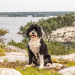 black and white Portuguese water dog sitting outside