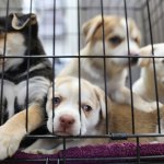 Puppies in a cage at a shelter