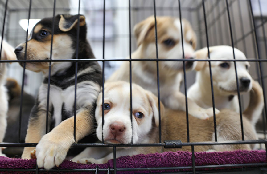Puppies in a cage at a shelter
