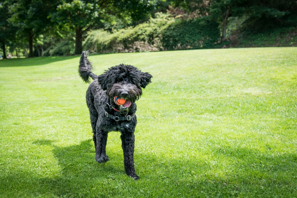black portuguese dog in the grass with a ball