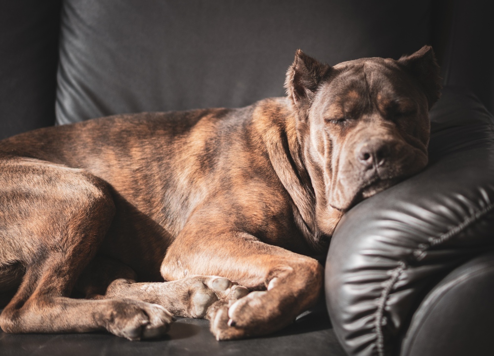 brown brindle cane corso on couch