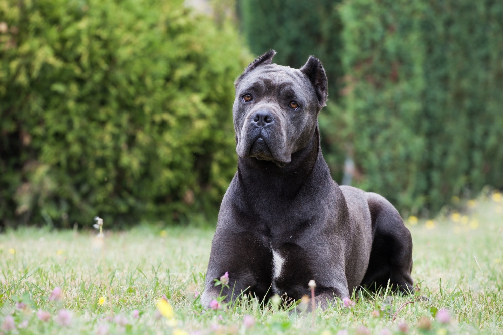cane corso dog lying in a grassy field
