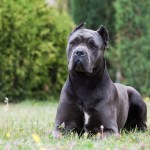 cane corso dog lying in a grassy field