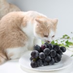 cat sniffing a plate of grapes