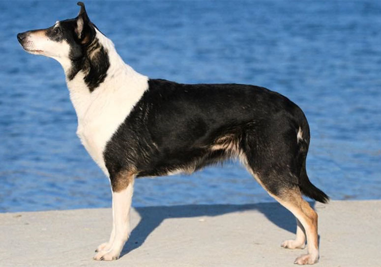 A smooth collie