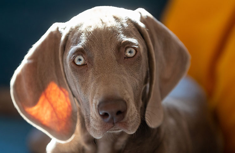 Weimaraner: Breed Guide and Insurance Plan | Healthy Paws Pet Insurance