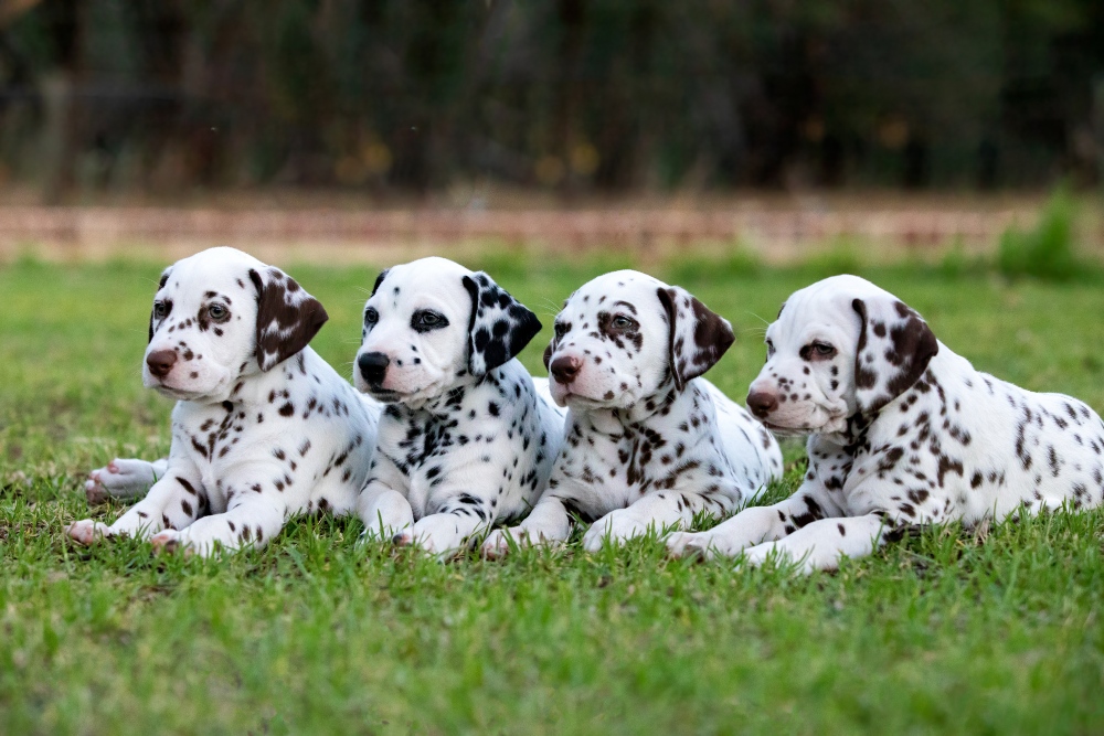 4 dalmatian puppies in grass