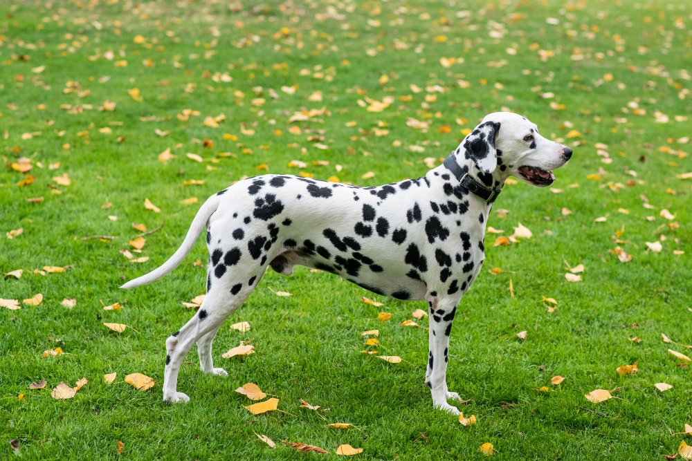 dalmatian dog standing in grass