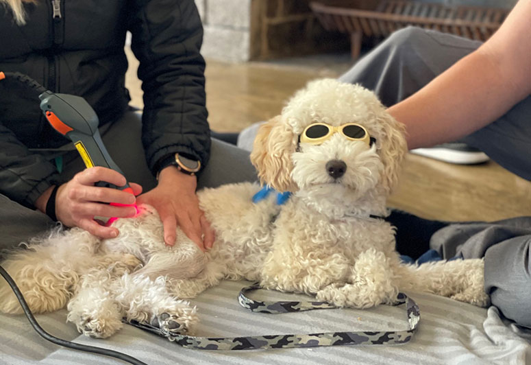 Disco, a miniature poodle, getting treatment.