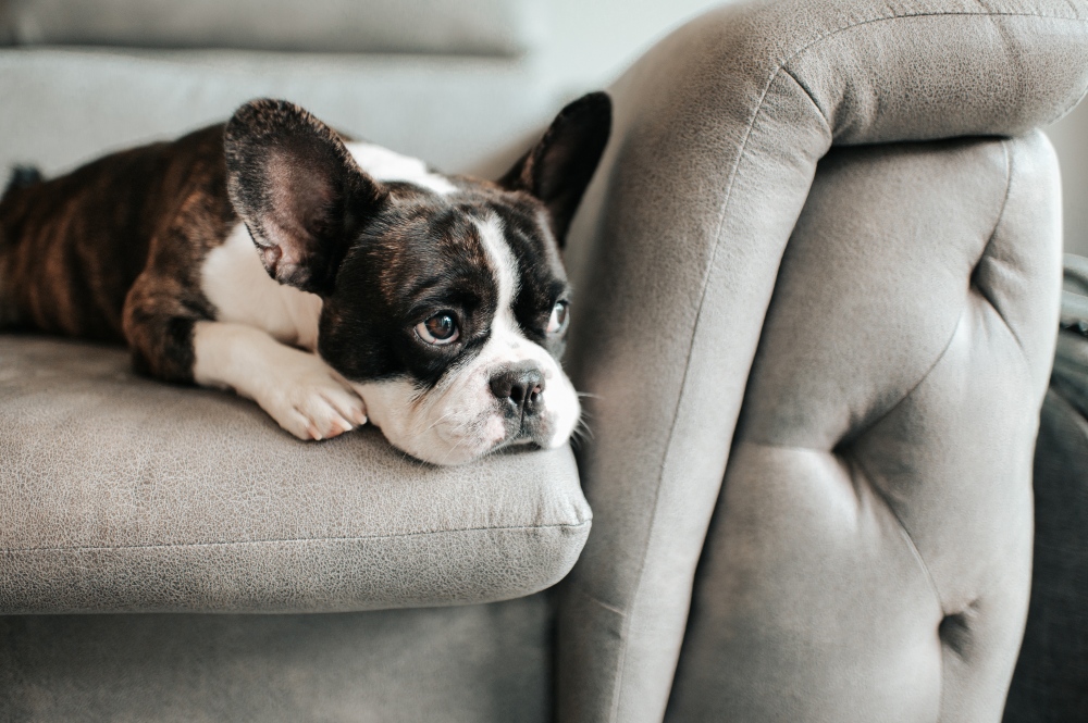dog resting on gray couch