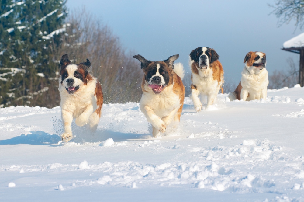 Four Saint Bernard dogs running in the snow