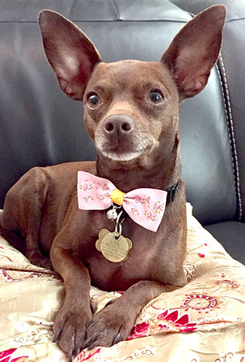 Josie, a cute dog with a bow tie.