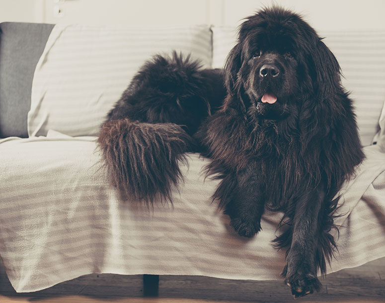 Newfoundland dog on the couch.
