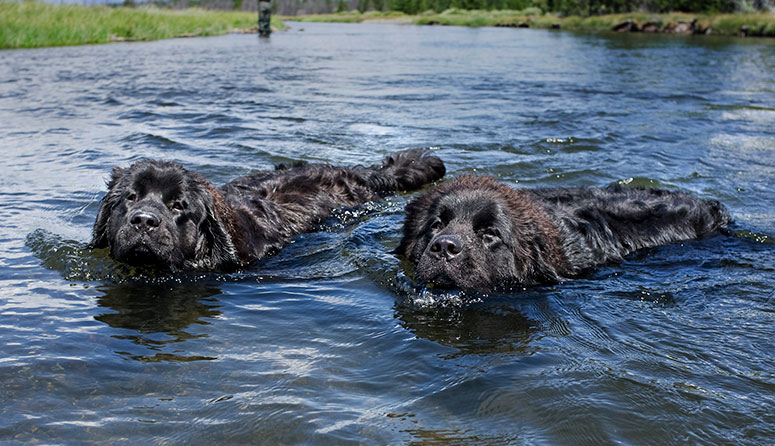 Newfoundland dogs swimming 