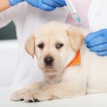 puppy getting a shot at the vet