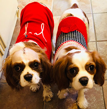 Sonny and Stella, Cavalier King Charles spaniels
