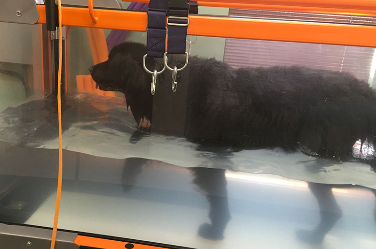 Lucy, a Newfoundland dog in a tank