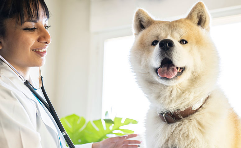 Akita dog with vet