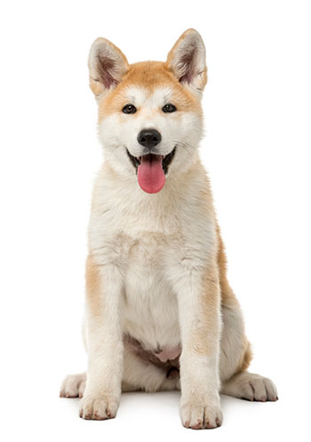 Akita dog on a white background