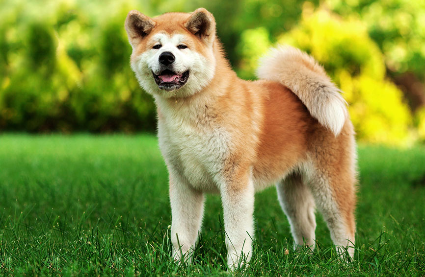Akita dog in a yard
