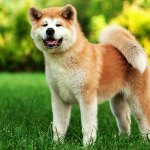 Akita dog in a yard