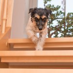 dog on stairs