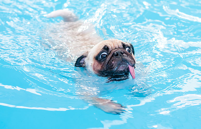 Pug swimming