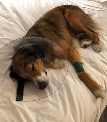 Ryder, English shepherd, recovering from surgery.