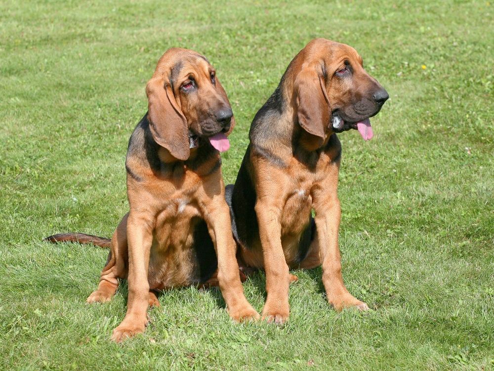 two bloodhound dogs sitting in grass