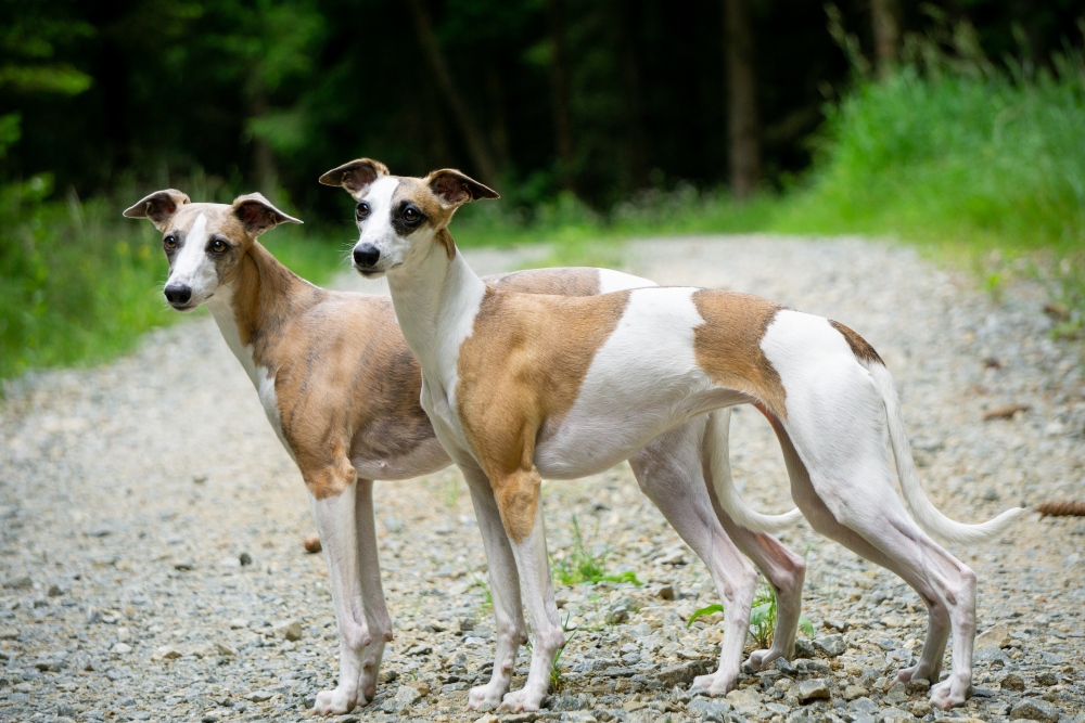 two brown and white whippet dogs standing outside