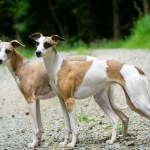 two brown and white whippet dogs standing outside