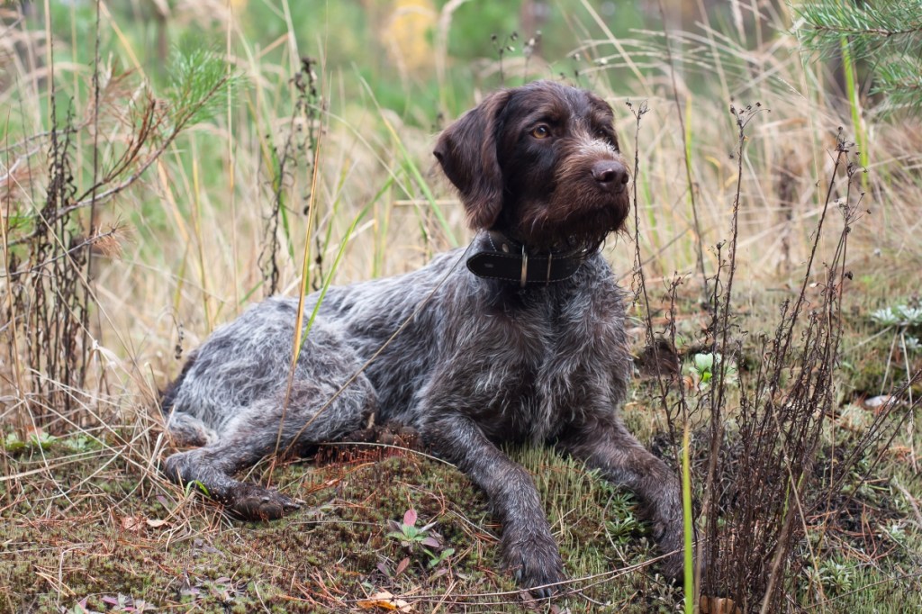hunting dog german wirehaired pointer rests in the grass