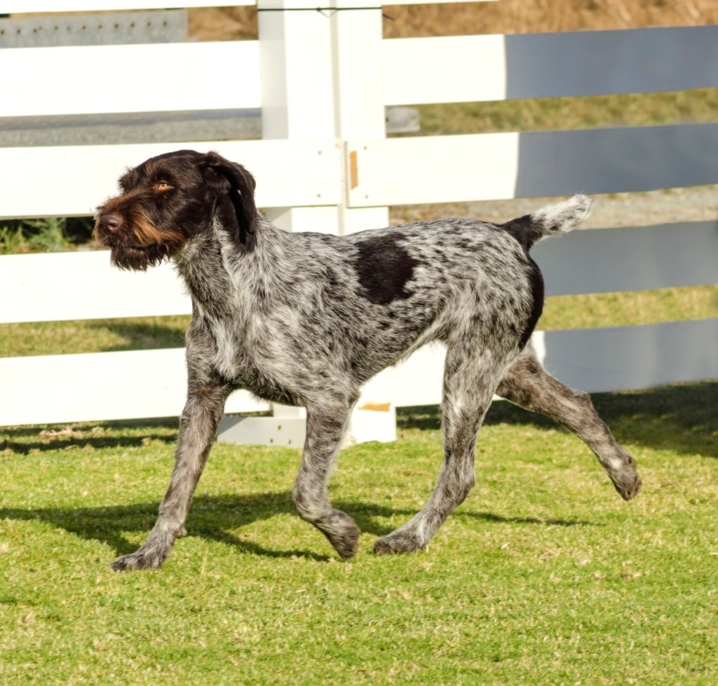 German wirehaired pointer dog trotting
