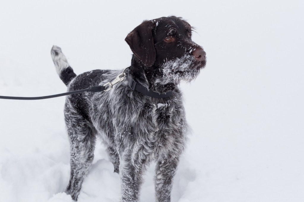 German wirehaired pointer in the snow
