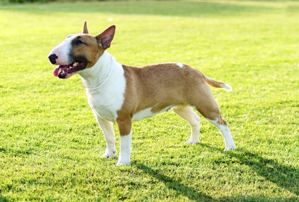 brown and white bull terrier standing in grass
