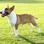 brown and white bull terrier standing in grass
