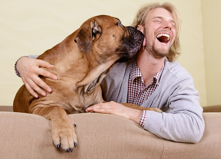 Bullmastiff dog with happy man