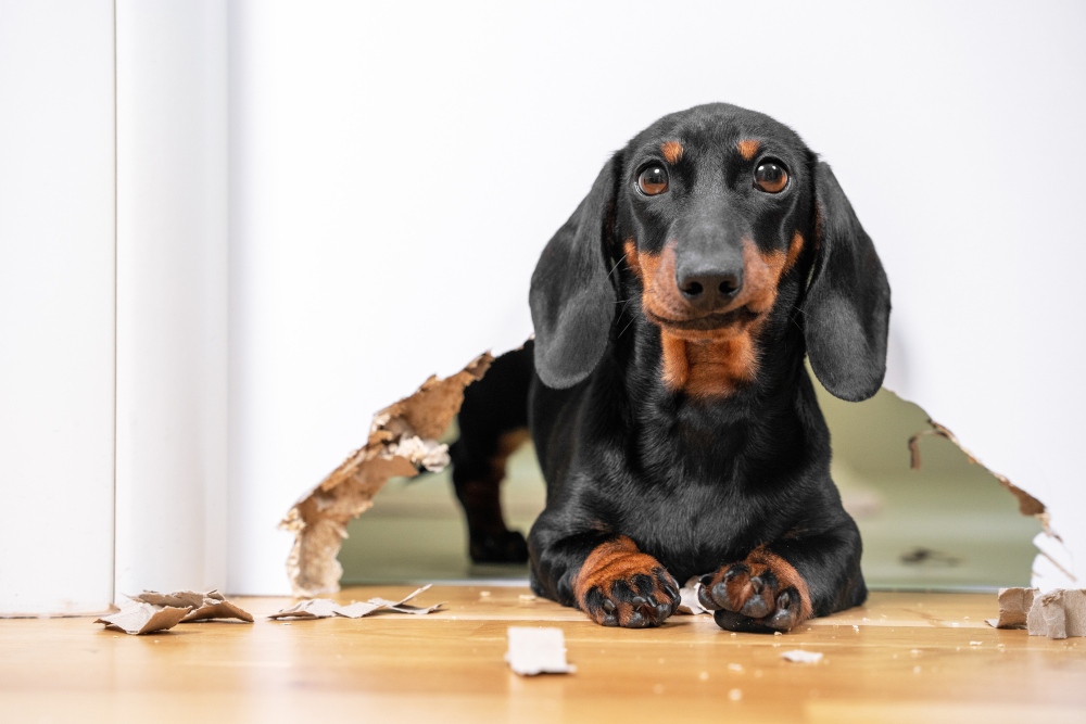 dachshund dog chewed through door