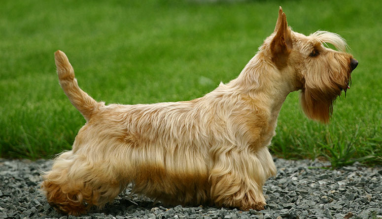 Scottish Terrier blonde