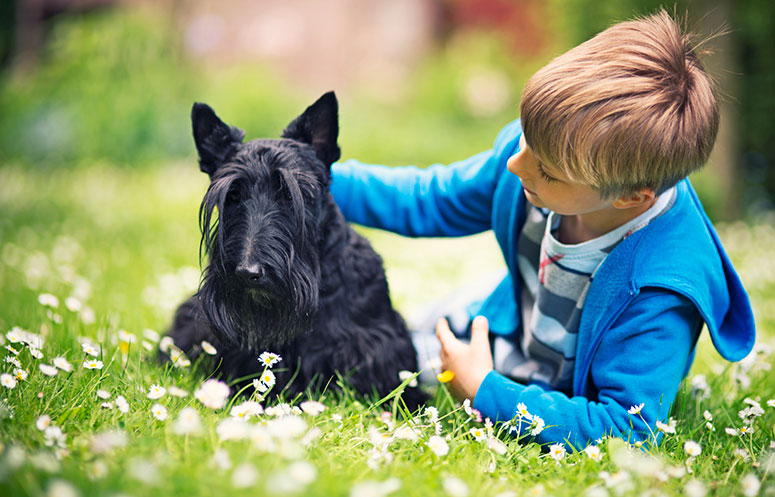 Scottish Terrier black with child