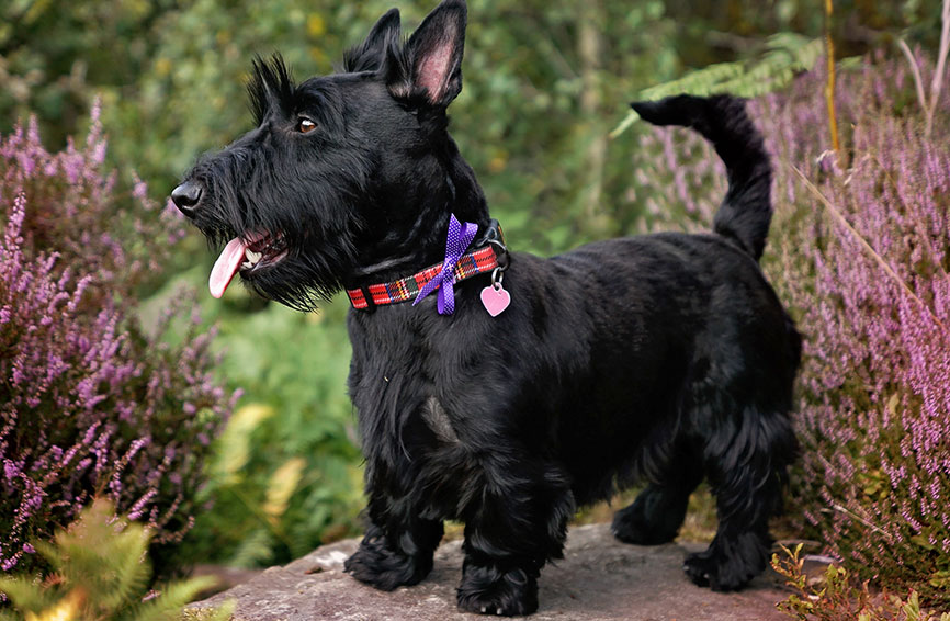 Scottish Terrier black
