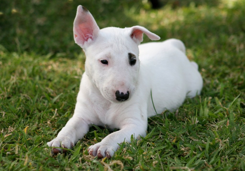 white puppy bull terrier dog lying in grass