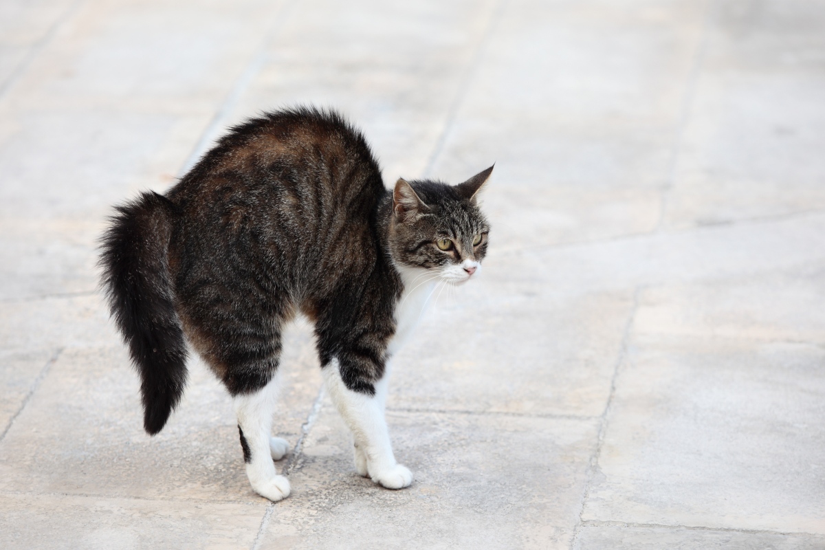 angry cat arching its back