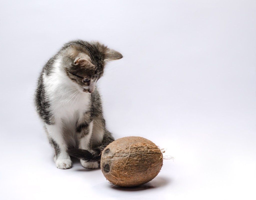 kitten next to a coconut