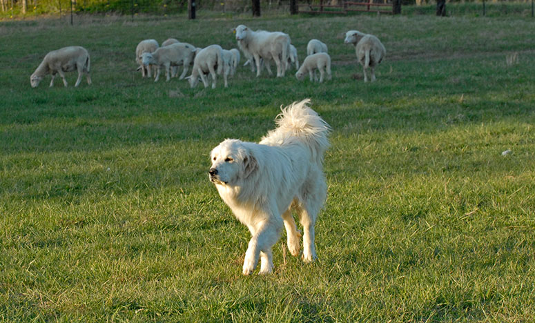 Great Pyranees herding sheep