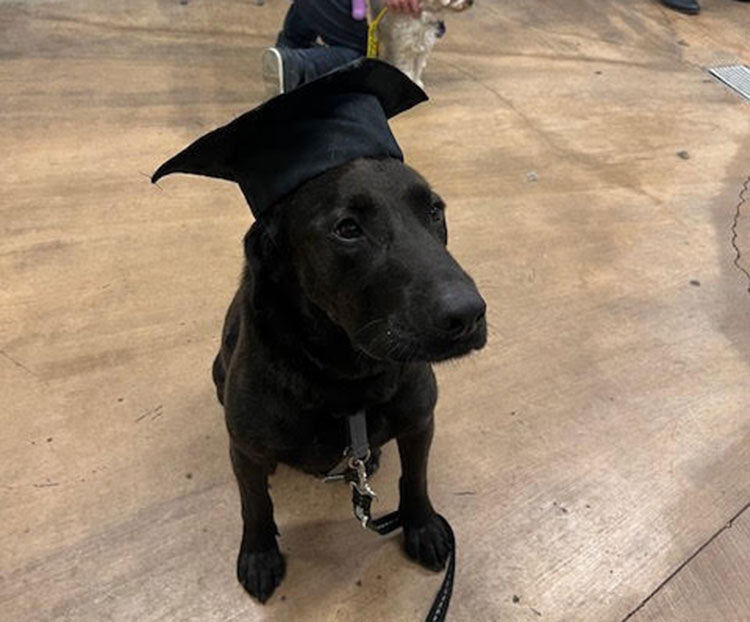 Chocolate Labrador Walter with a graduation cap.