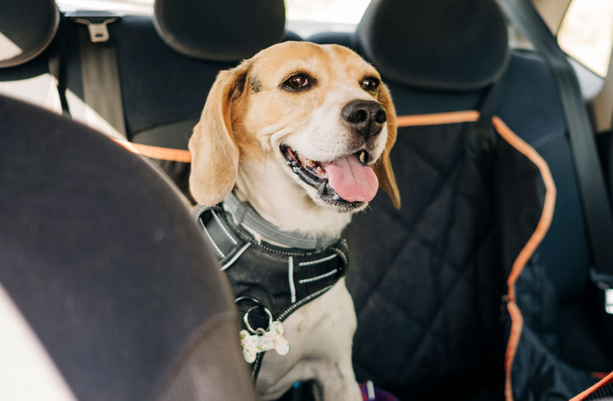 Dog in car with harness
