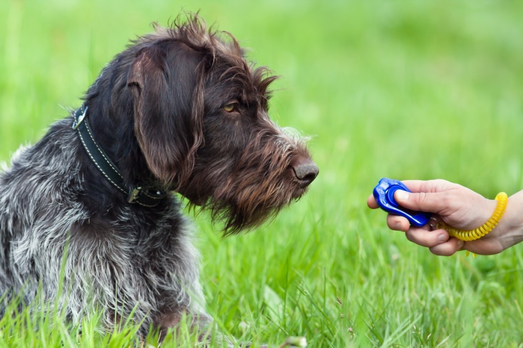hunting dog and woman hand with clicker