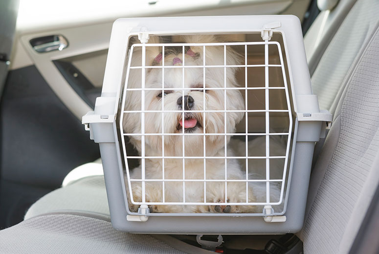 Dog in a crate in the car.