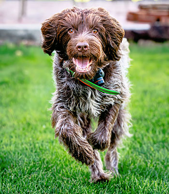 Wirehaired Pointing Griffon running